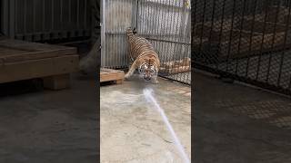 How Zoos Bathe Tigers! 🐅