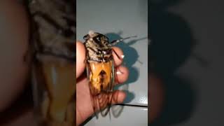 Download lagu BINATANG SUARA NYA SEPERTI PREKWENSI RADIO..😁#shorts mp3 Download lagu BINATANG SUARA NYA SEPERTI PREKWENSI RADIO..😁#shorts mp3