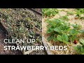 How to Clean up Strawberry Beds