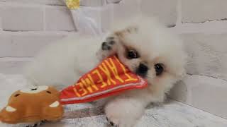 ハーフ犬の動画01