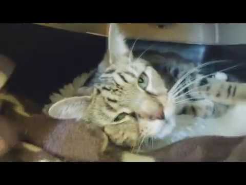 Alfie the cat for re-homing at Blue Cross in Cambridge