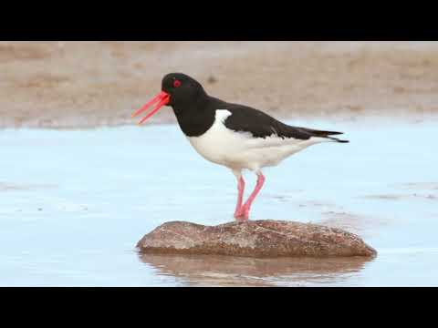 Mingulay : The Edge of the Outer Hebrides