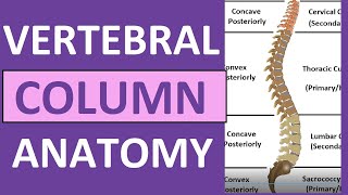 Vertebral Column Anatomy