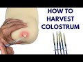 Colostrum Harvesting How To Harvest Colostrum 37 Weeks Pregnant To 40 Weeks Pregnant