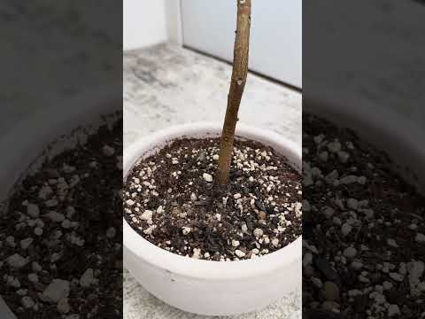 レモンの木アジサイ蘭からコチニールを取り除く方法 おばあちゃんのレシピ