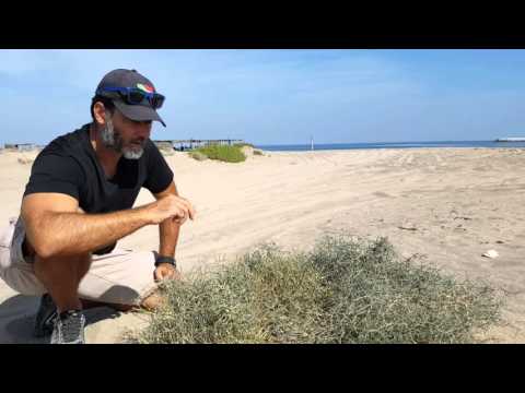 Plants of Oman-Crotalaria and Dipterygium