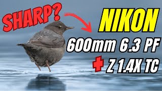 Nikon Z 600mm PF + 1.4x TC Review | Sharpness, AF & Real-World Results