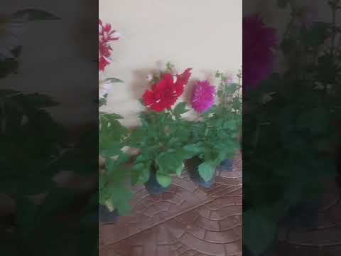 #shortvideo ll #song ll #my flower plant 🏵 🪴 ll #pradipta ll