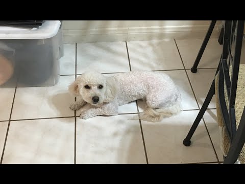 Groomer ABUSES my dog and charges me DOUBLE!? First-Col Pet Salon