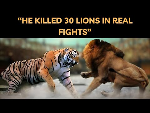 Gunga: A Tiger Who Killed 30 Lions in Real Fights