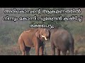 അരികൊമ്പന്റെ ആക്രമണത്തിൽ നിന്നും കഷ�