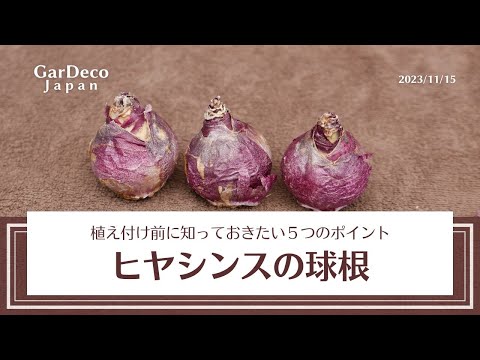 園芸 アフリカのアブラヤシ、エレ・ド・ギネ