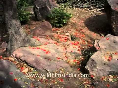 Schleichera oleosa or Kusum flowers blooming on the trees, some strewn on the ground