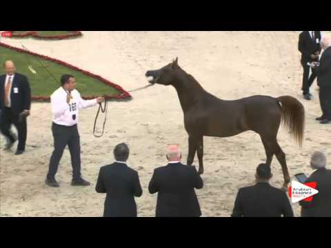N.160 HALEEM AL ZOBAIR - Sharjah 2016 - 4-6 year old Stallions (Class 9)