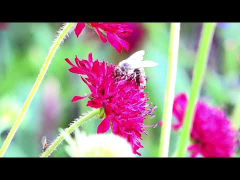 Opus One von Melvin "Sy" Oliver – Jazz auf der Orgel mit Andreas Benz