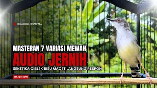 Download lagu Burung Ciblek SEMI Gacor NGEBREN Untuk Pancingan Ciblek dan MASTERAN BURUNG Kesayangan Anda mp3 Download lagu Burung Ciblek SEMI Gacor NGEBREN Untuk Pancingan Ciblek dan MASTERAN BURUNG Kesayangan Anda mp3