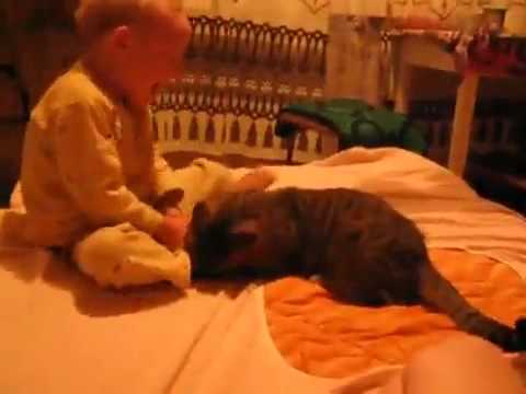 Cote revenge - кот отомстил 