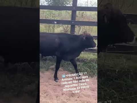 ➡️*PROMOÇÃO 17 Animais: 1.600 reais cada em São João do Jaguaribe/ Ceará. Whatsapp 84 99810 2784*