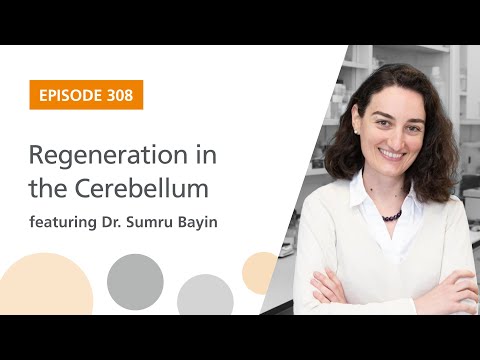 Regeneration in the Cerebellum featuring Dr. Sumru Bayin | The Stem Cell Podcast