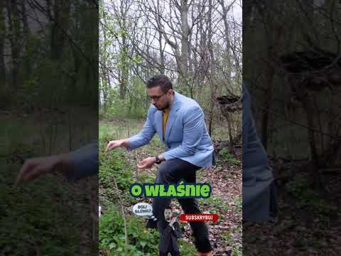 Lekarz: to prawie 1.000.000.000 ZŁOTYCH ROCZNIE! #cannabis #konopie #pieniądze #shorts