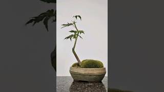 5 months in 20 seconds🌳 #bonsai #maple #timelapse #clip #and #grow #tree #moss #healthy #lst #hst