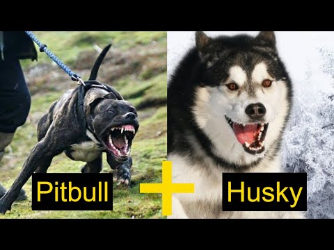 Top 10 Husky Mix Breeds | Siberian Husky Cross Breeds