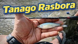 Download lagu Mancing Tanago - RASBORA mp3