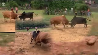 Tso nyuj sib nraus nyob rau ໂພນໂຮມ ຫຼວງພະບາງ hnub tim 15-8-2025, sib nraus zoo saib heev