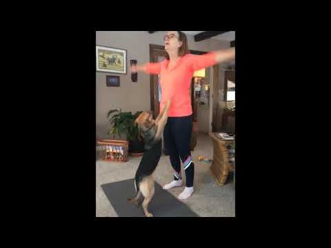 It's TIME for New SUPER LAUGH! - Best FUNNY CAT videos#cat #funny #animal#Funnywfv