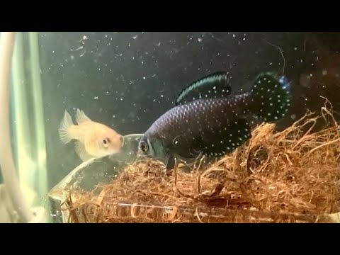 アフィセミオン・オーストラリスの雄