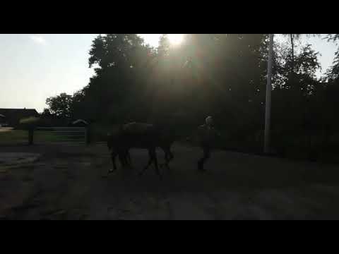 Got to Dance en veulen Furst Dior