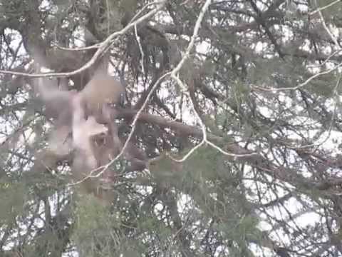 Close up Owl flight from tree