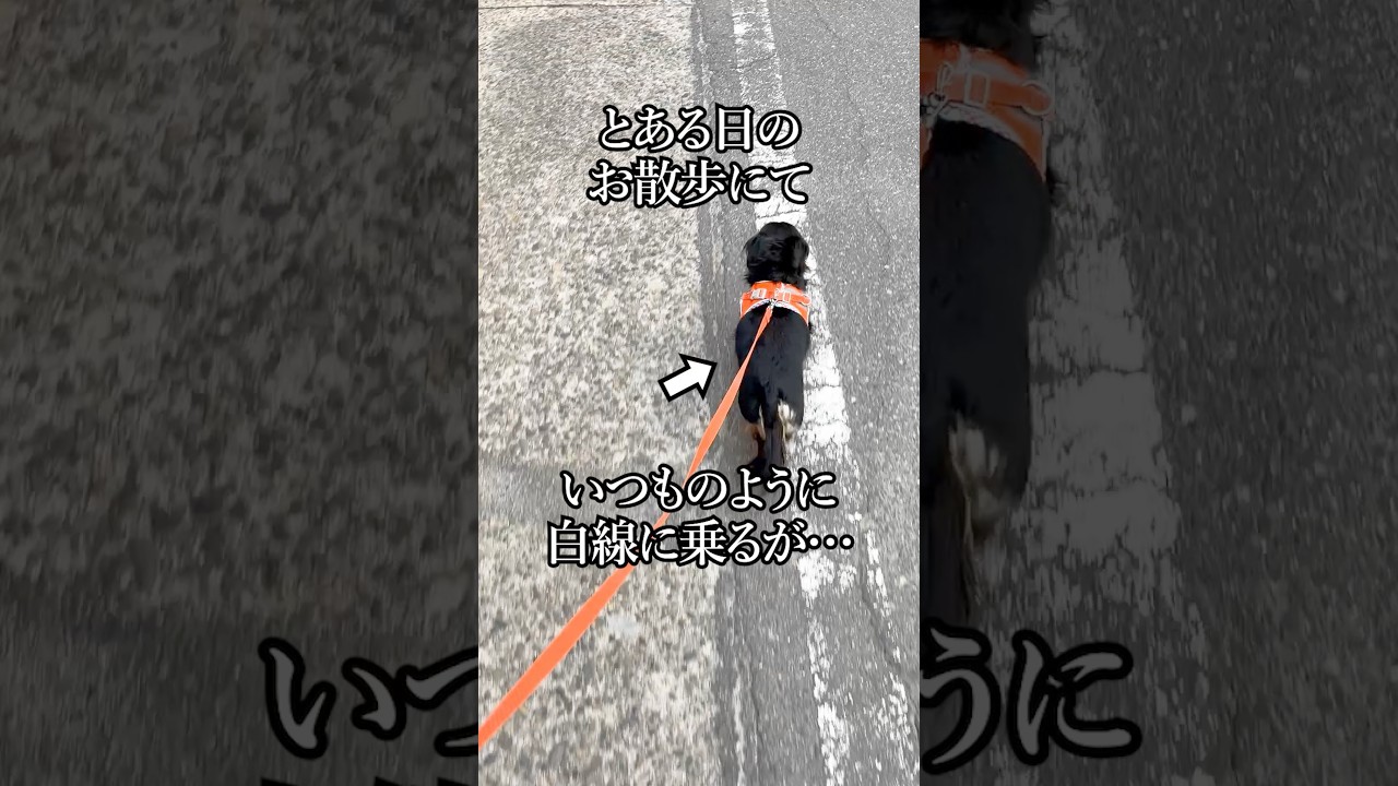 伝わりづらい我が子の天才っぷり