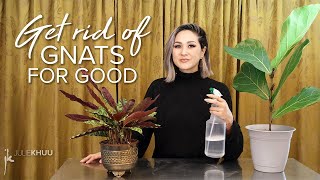 KNOW YOUR ROOTS | How to Get Rid of Gnats Indoors | Julie Khuu