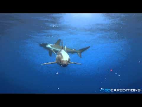 Smooth Hammerhead with a Mako