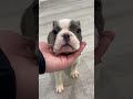 Frenchton dogs for sale: Sydney - Video 1