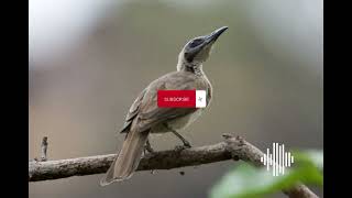 Download lagu Masteran Burung Endemik Khas NTB || Koak Kaok Lombok Burung Purba mp3