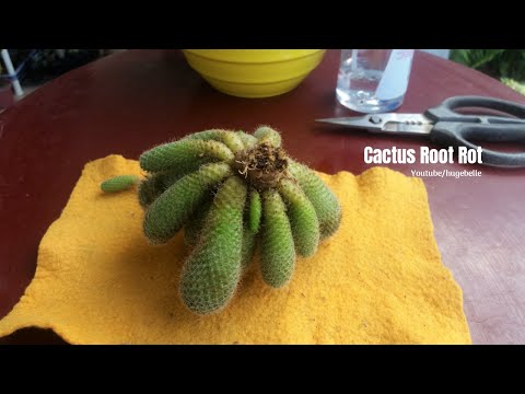 , title : 'I Save My Cacti From Root Rot | Mammillaria & Echinopsis Cactus'