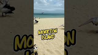 Tangalooma Island Resort, Moreton Island #cruise #cruisetour #travelvlog #travel #carnivalcruise