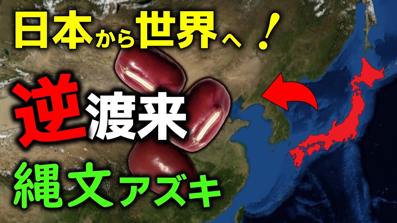 日本から逆渡来！縄文人が作ったアズキ【ゆっくり解説】