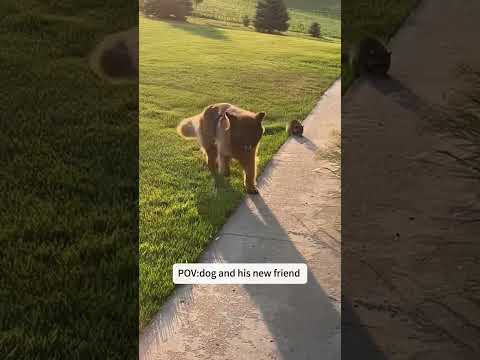 Funny and cute dogs compilation#funnydogs#cute#doglover#doglife#cure#dogshorts#pet#doglife