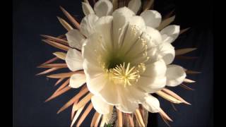 selenicereus grandiflorus night blooming , time lapse 2013