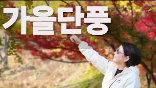 미리내성지  단풍절정#수도권 단풍 명소#안성미리내성지#서울근교나들이 #은행나무명소#천주교성지#김대건신부님