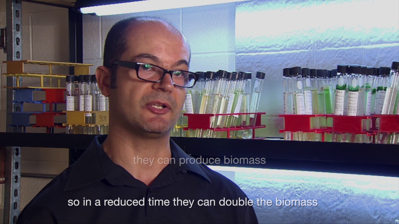 Algae Research (11/12/16)