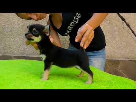 CHIHOMANIAY ZARINA SUPER STAR