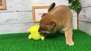 柴犬の動画01