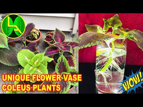 How to propagate coleus from cuttings - everyone can do it e...
