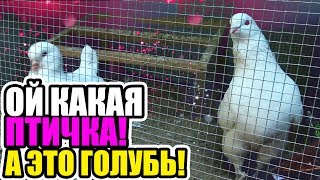 Картинки по запросу выставка голубей и декоративных птиц "Любовь и голуби". в одессе