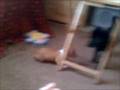 Puppies Fight
