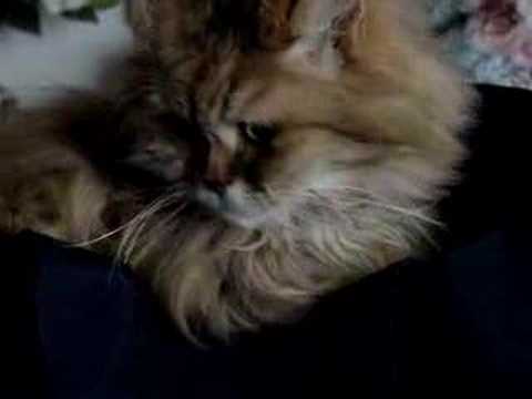 Trasik der Grosseunuch